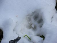 Wolf track